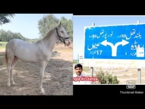 Gift for Dilawar khan|Norpur thal|DGK|Beautiful baby Nukra horse|Aminpur Bangla ki Dunya|Khoshab|