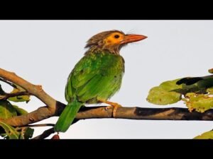 Nature Bird Sound, Brown Headed Barbet Singing/ calling/ chirping, Birds Sound,, DGK Hunter,,,,